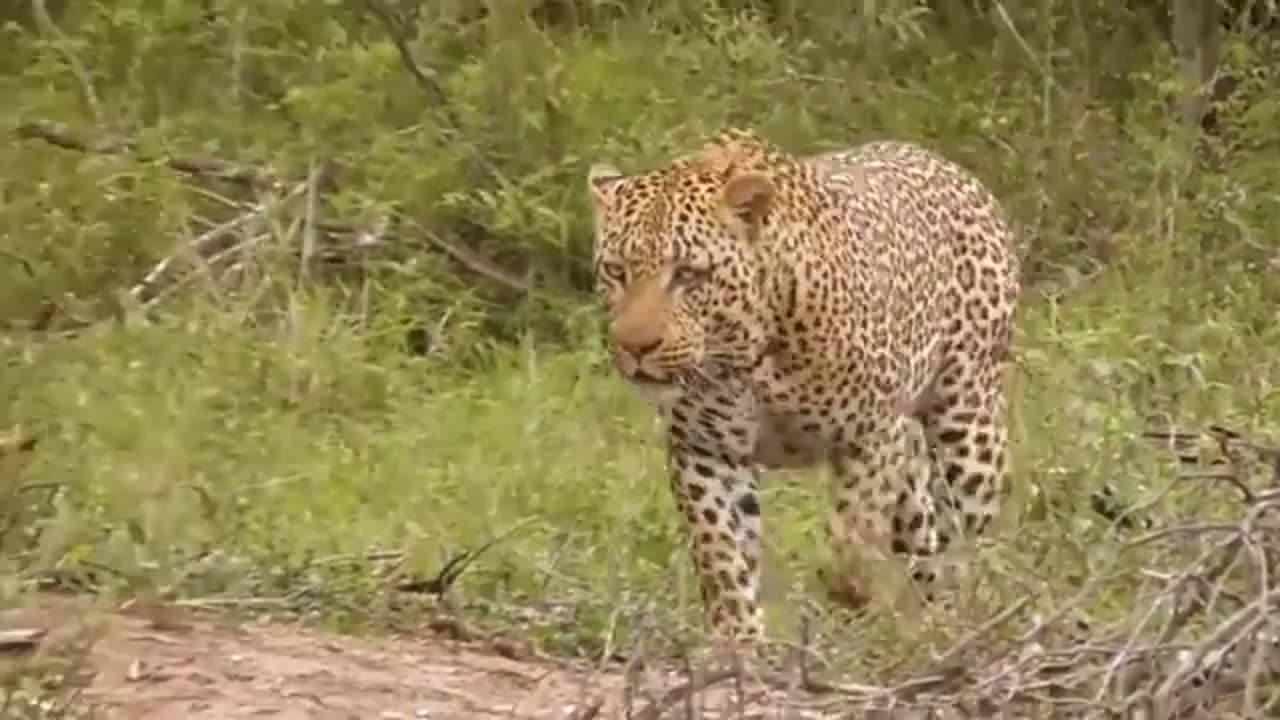 Leopard vs Monitor Lizard Real Fight