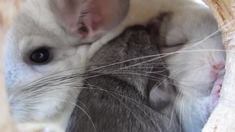 This Touching Chinchilla Video Will Make You Cry for Mom