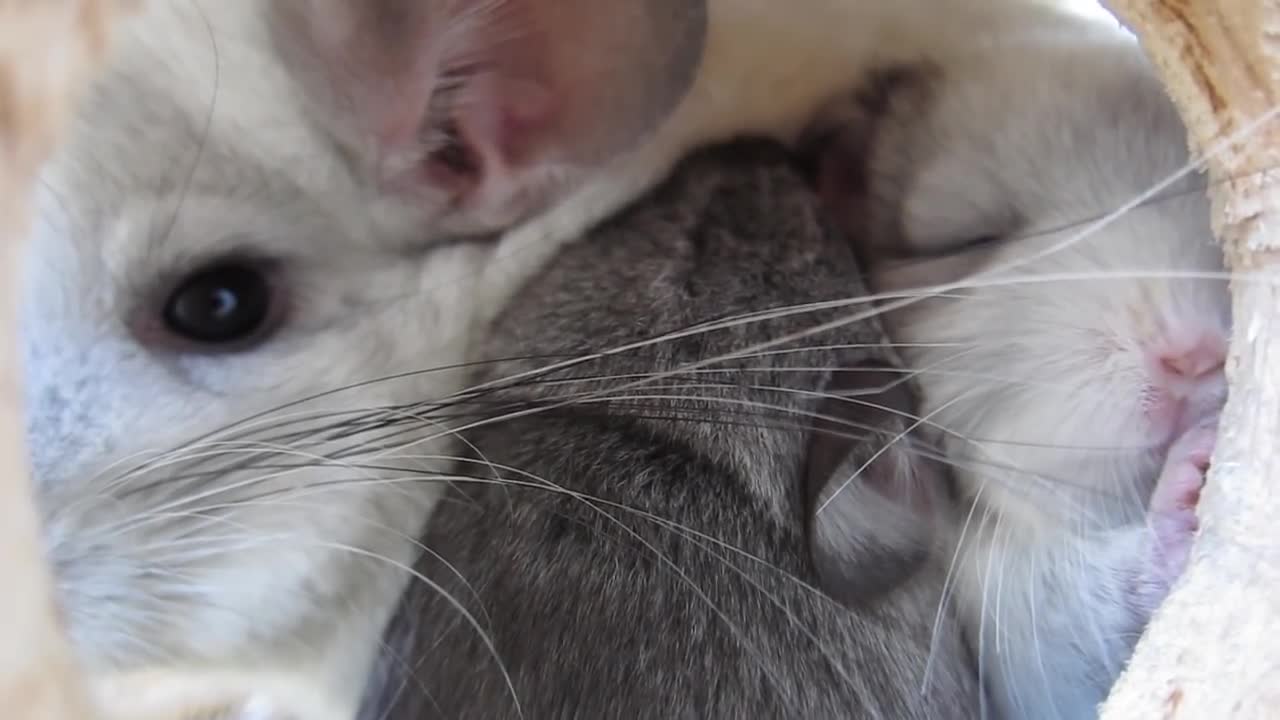 This Touching Chinchilla Video Will Make You Cry for Mom