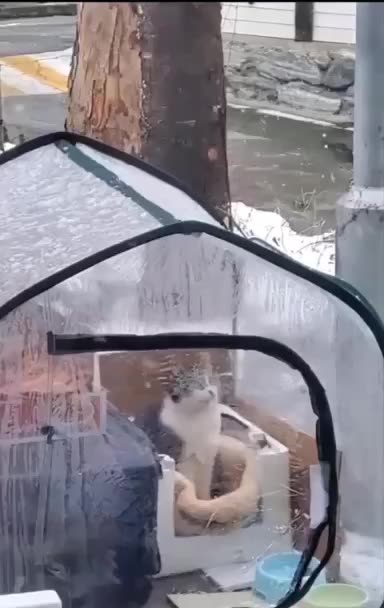 Cat is wondering when is this snow gonna stop falling