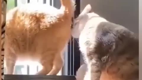 funny videos animal