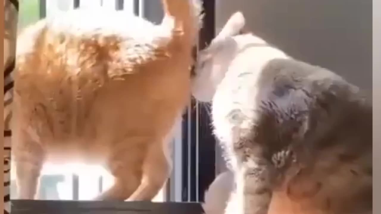 funny videos animal