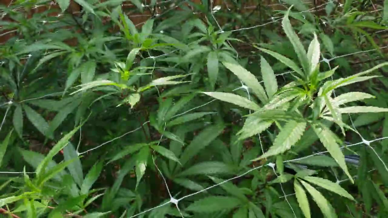 2023 Outdoor Cannabis Garden Tour | Garden Update [#09] - July 2