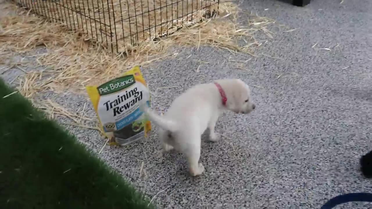 DOG DAD MEETS HIS PUPPIES FOR THE FIRST TIME!!