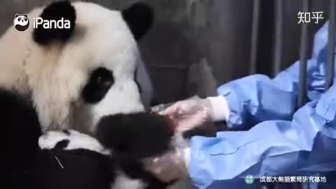 Funny bears getting feed (Funny Video)