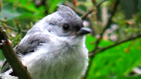 Tufted Titmouse