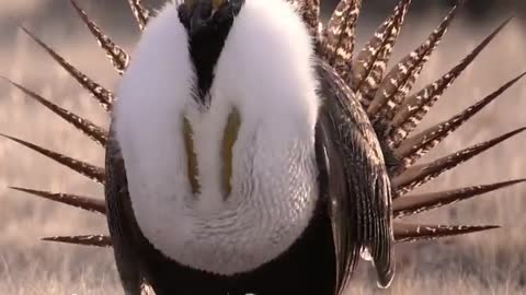 Beautiful bird