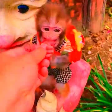 Adorable Monkeys, pets, funny animals, smartest animals, cute monkey, baby monkey, lovely monkey #16