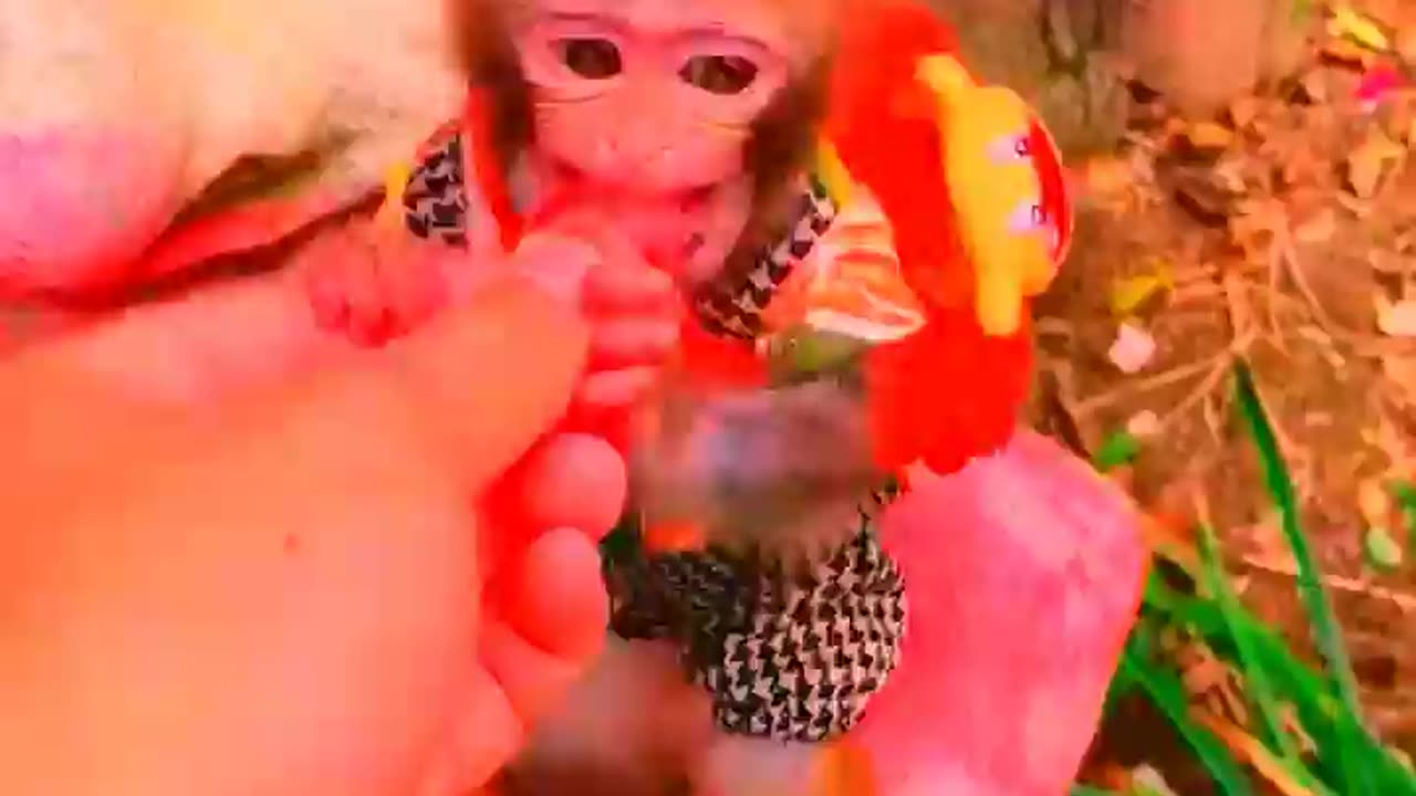 Adorable Monkeys, pets, funny animals, smartest animals, cute monkey, baby monkey, lovely monkey #16