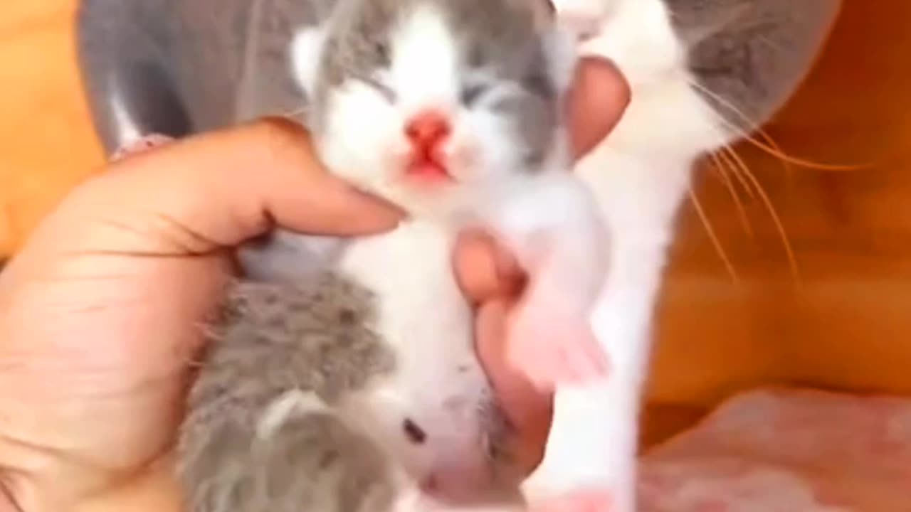 "Mother Cat vs Kitten: Heartwarming Moments of Love!"