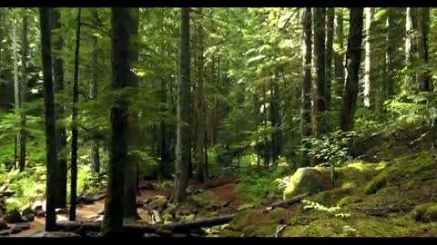 Relaxing Music | Sleeping, Meditation, Stress Relief | [6861] ⭐️