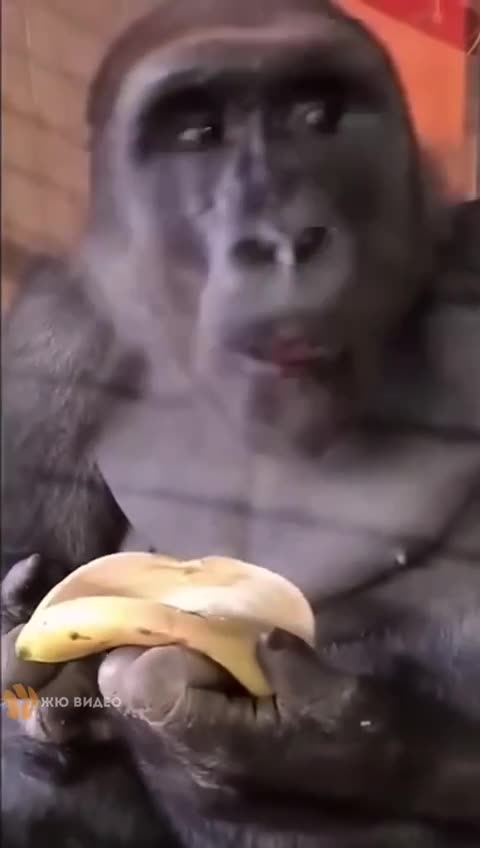 Doesn’t waste time eating the banana 🤣🤣🤣