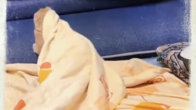 cute cat doing strange behavior