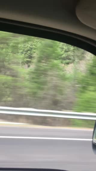 On Dead trees along the river our way to paradise California to see for ourselves.