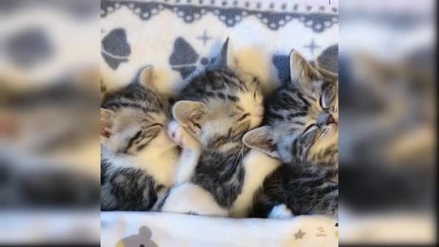 Baby Cats: 19 Cutest and Funniest Cat Videos | Aww Animals