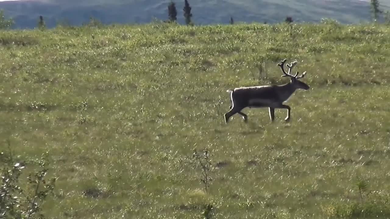 Reindeer Ren Animals Dempster Highway Yukon Canada