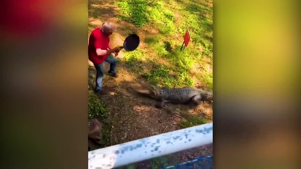 35 Times Animals Messed With The Wrong Opponent !