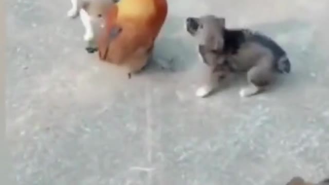 Dog vs cock most funny moments//big fight funny videos