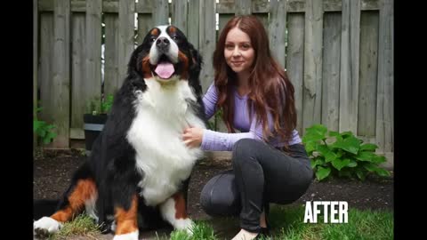 First bath in FOUR years! Beautiful Bernese Mountain Dog transformation