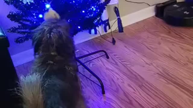 Bad dog