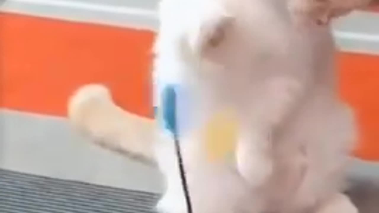 Funny Animal Videos | try not to laugh | A Day in the Life of Funny Animal