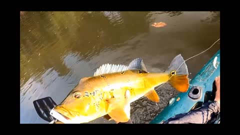 DANGER EMOTION MONSTER SUCURI ARISES IN FISHING. GIANT ANACONDA