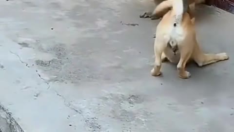 Aur bandar ki kitni pyari