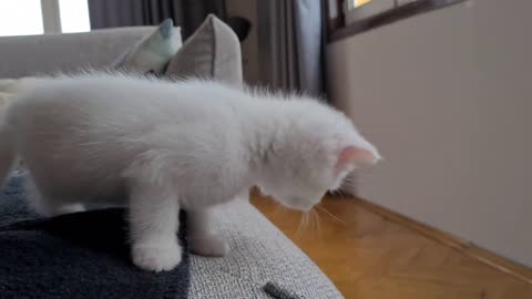 Cute cat 🐈 playing ....😍 January 2023######