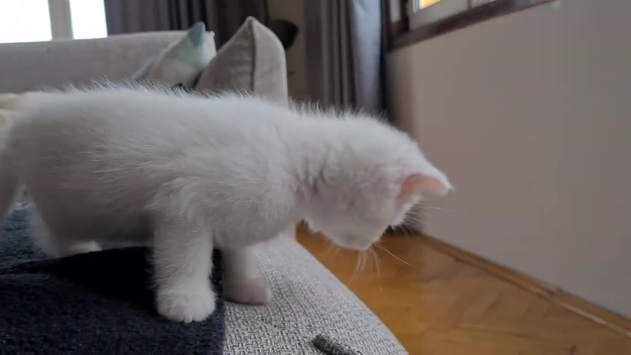 Cute cat 🐈 playing ....😍 January 2023######