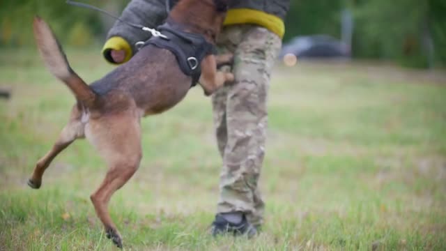 Man in a protective suit coaches his shepherd dog to attack