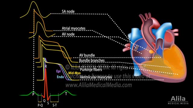 Correlation between Cardiac Action Potential and ECG, Animation