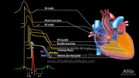 Correlation between Cardiac Action Potential and ECG, Animation