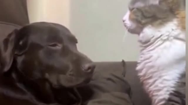 A collection of hilarious pet moments