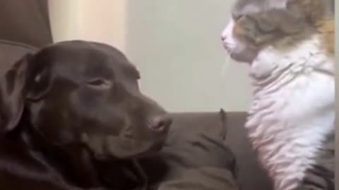 A collection of hilarious pet moments
