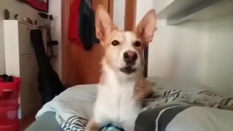 Luis Fonsi, Despacito best parody song (Dog version) Created by polok
