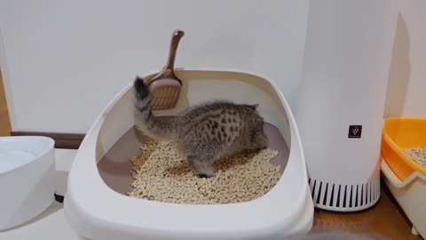 __I won_t share my food with you_ _ _ The gluttonous kitten is cute