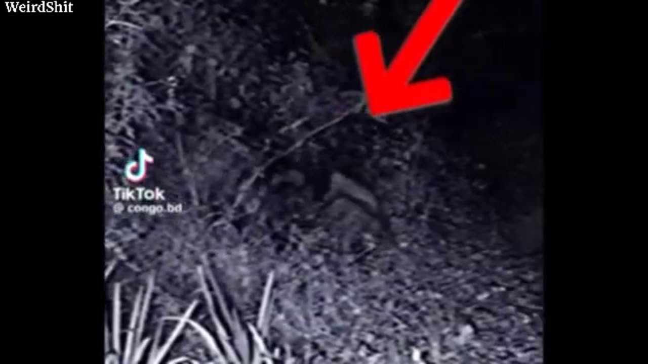 Most Disturbing Creatures Caught on Trail Cam 2024