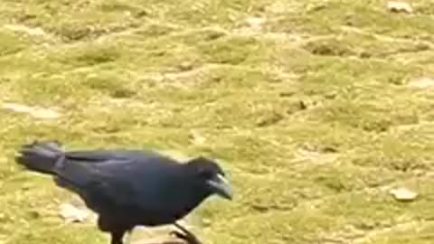 3s)funnyvideo