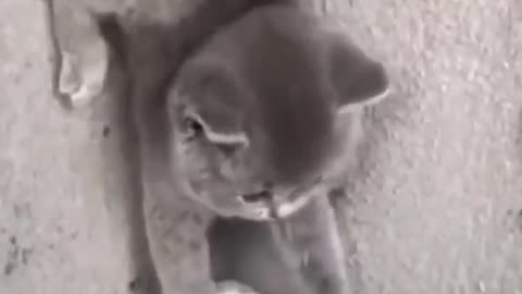 Fanny cat 🐈 video #cat #dog #fanny