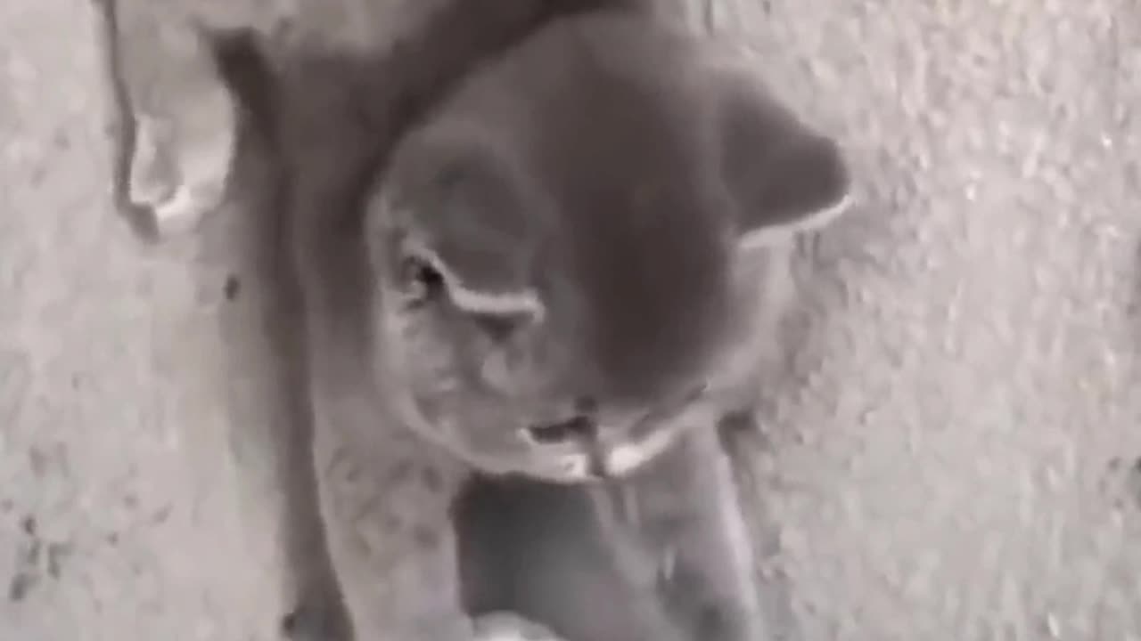 Fanny cat 🐈 video #cat #dog #fanny
