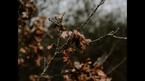 Autumn Leaves & Sonbahar Rüzgarları