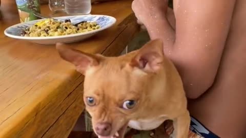 angry pinscher