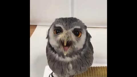 Cute owls compilation