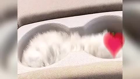 Cute cat