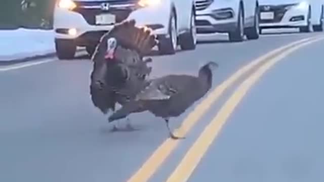 Dad Turkey helping his family to cross a busy road