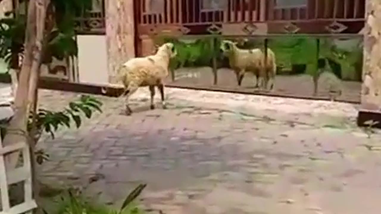 She no need partner #funny
