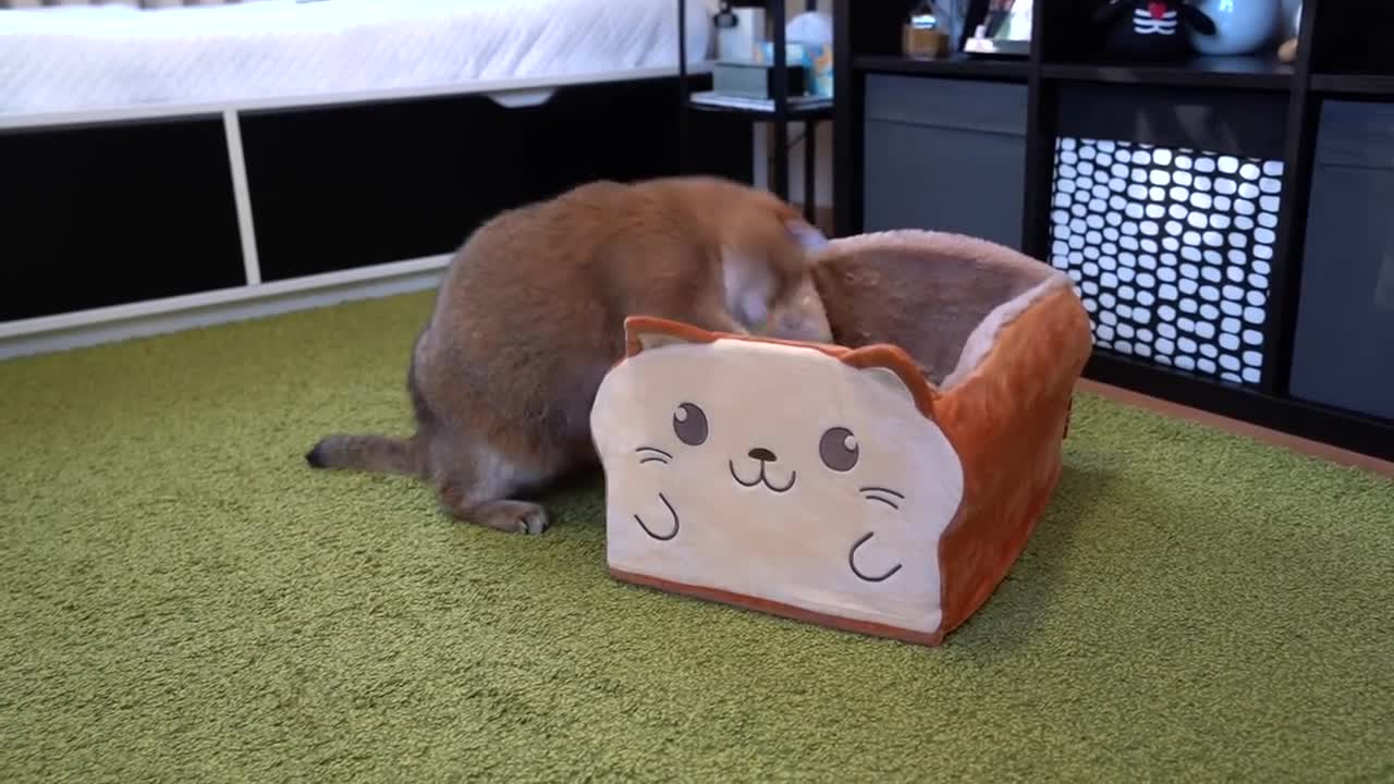 The Amazing Cat Bread Box