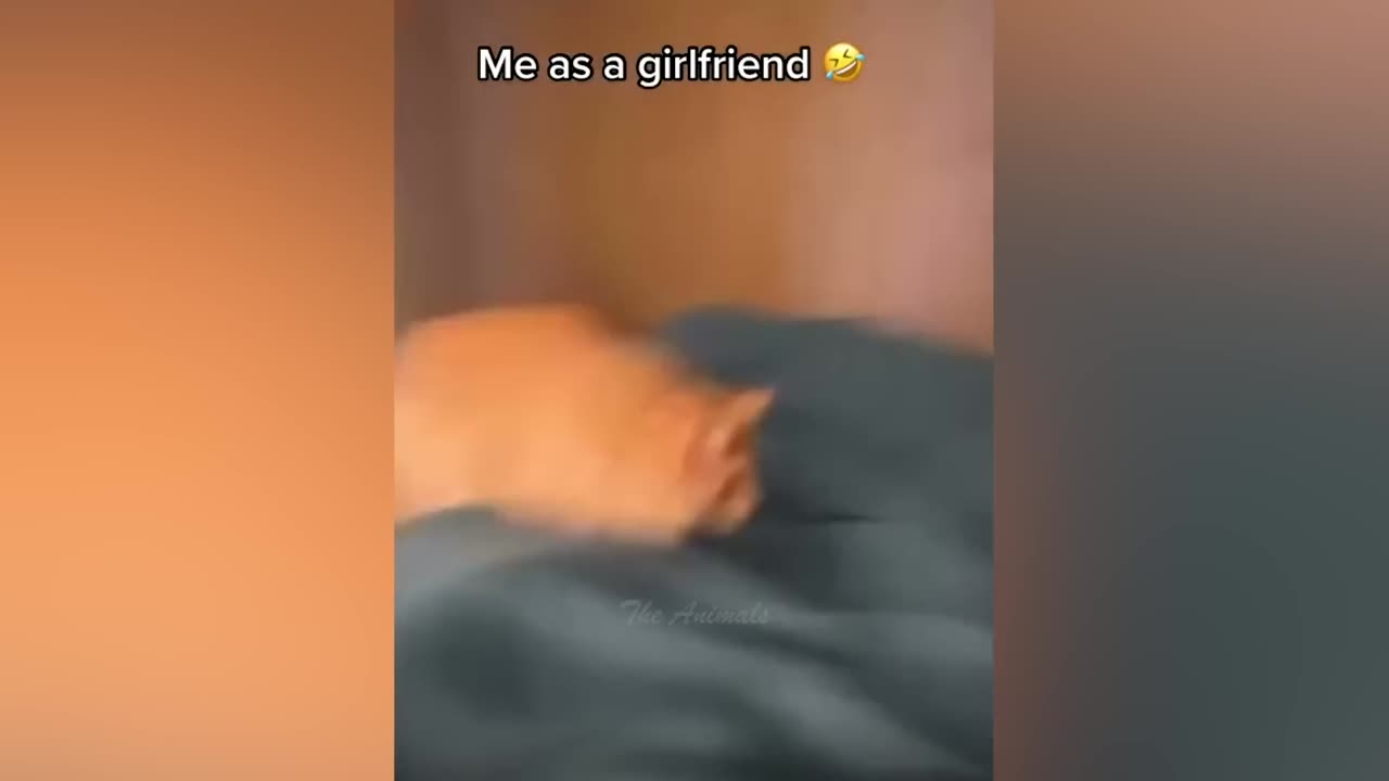 Best Funny Animal Videos Of The 2023 π€£ - Funniest Cats And Dogs Videos πΊπ (2)
