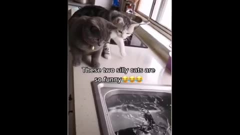 animal funny videos