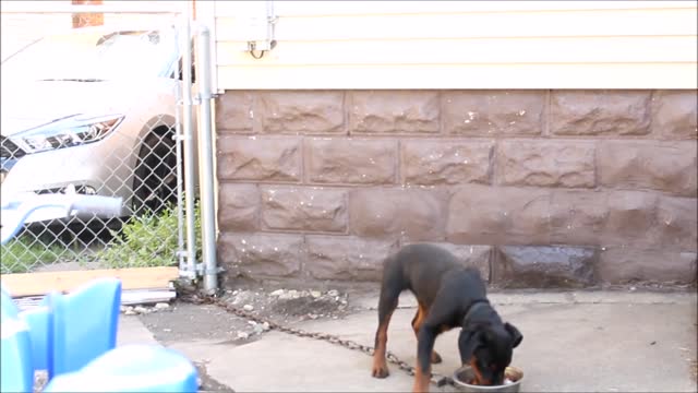 Aggressive Rottweiler Puppyy